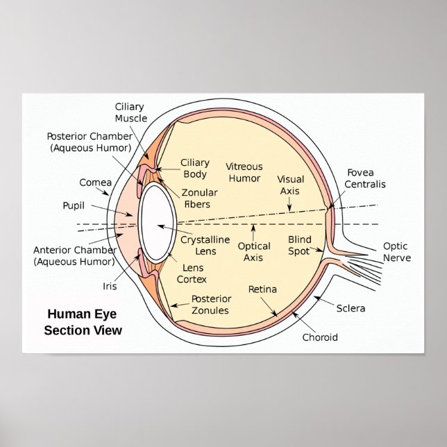 Affisch Människans ögonboll anatomiskt diagram (Framsidan)