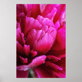 Affisch med blommönster av kronblad från Peony eft