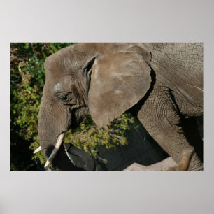 Affisch med elefant