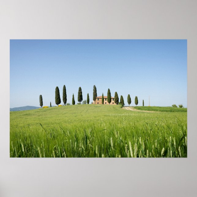 Affisch med lantgård i Toscana med cypresser (Framsidan)