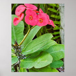 Affisch med rosa blommor