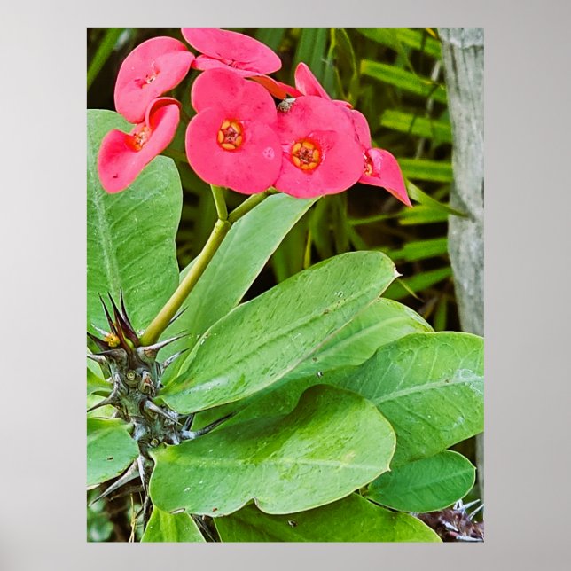 Affisch med rosa blommor (Framsidan)