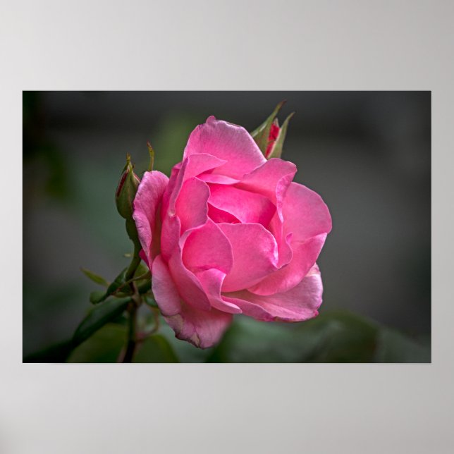 Affisch med rosa ros och knoppar Fotografi (Framsidan)