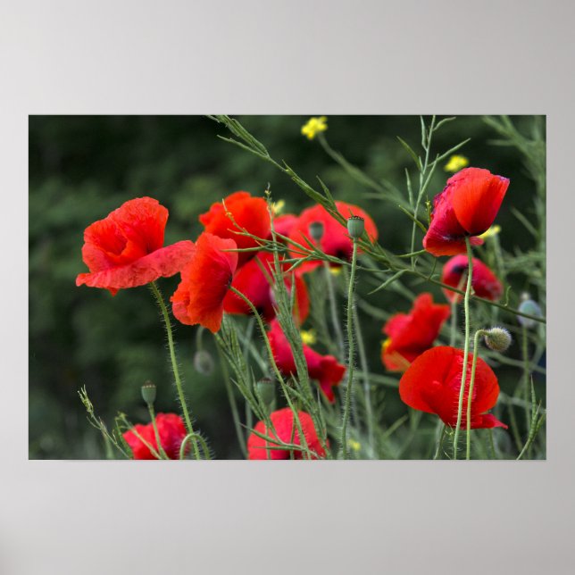 Affisch med vallmo - Blommig naturfotografering (Framsidan)