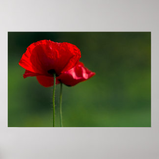 Affisch med vallmo - Blommig naturfotografi