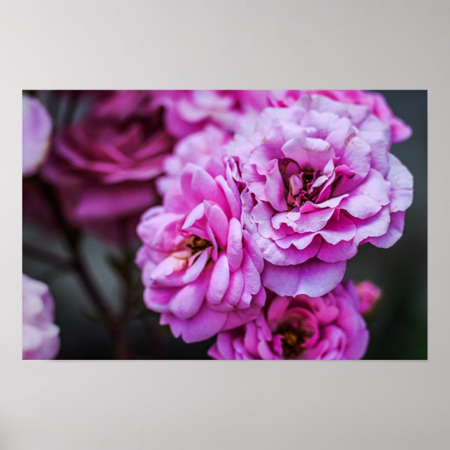 Affisch Mjuka Rosa Rosor  (Framsidan)