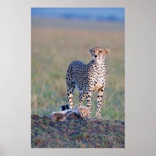 Affisch - mor och ungar för Cheetah 24x36