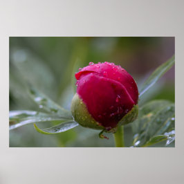 Affisch Peony Blomknopp Efter Regnet Fotografi