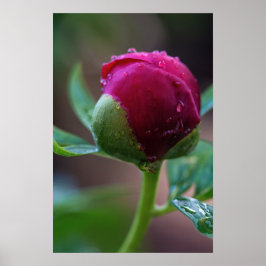 Affisch Peony Blomknopp Efter Regnet Fotografi