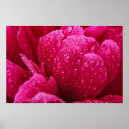 Affisch Peony Blomma Efter Regn Fotografi