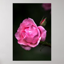 Affisch Ros Blommig Naturfotografi