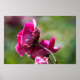 Affisch Ros - Magenta Grace
