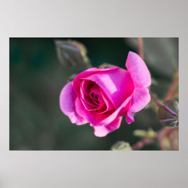 Affisch Ros och knoppar Fotografi