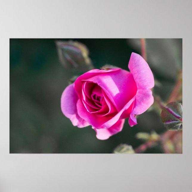 Affisch Ros och knoppar Fotografi (Framsidan)