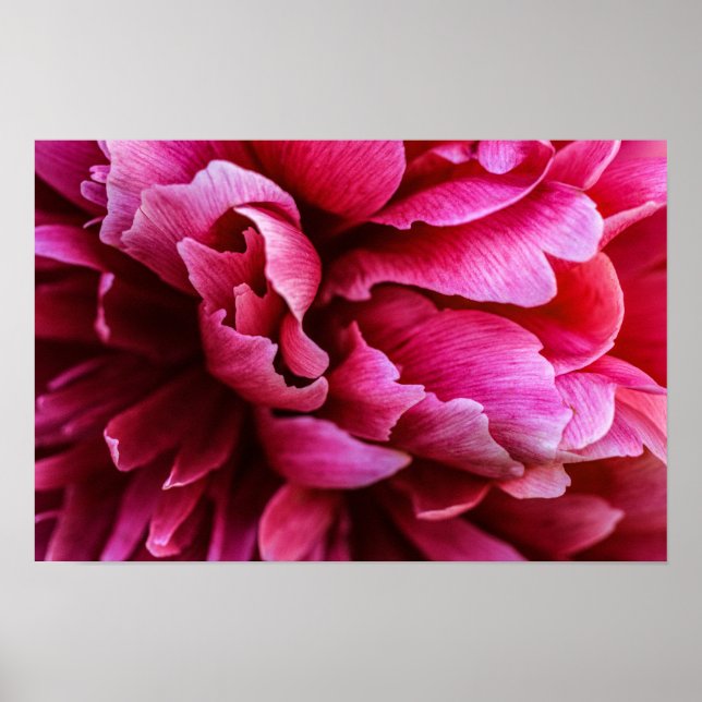 Affisch Rosa Peony Kronblad (Framsidan)