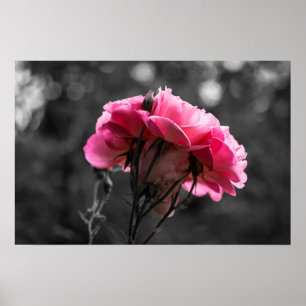 Affisch Rosa Ros Elegans