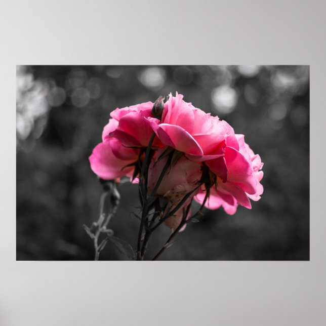 Affisch Rosa Ros Elegans (Framsidan)