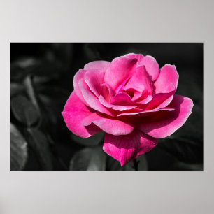 Affisch Rosa Ros Elegans