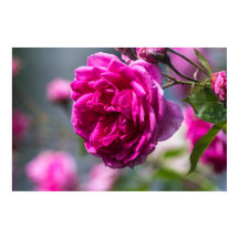 Affisch Rosa Ros Fotografier