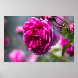 Affisch Rosa Ros Fotografier