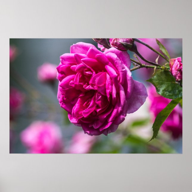Affisch Rosa Ros Fotografier (Framsidan)