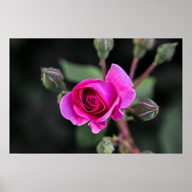 Affisch Rosa Ros Och Knoppar Fotografi (Framsidan)
