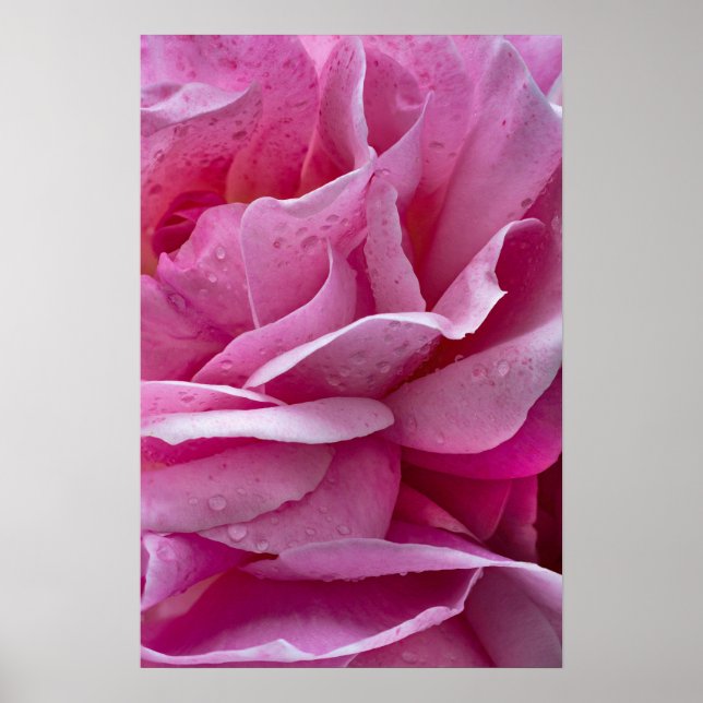 Affisch Rosa Rosblad Och Daggdroppar (Framsidan)