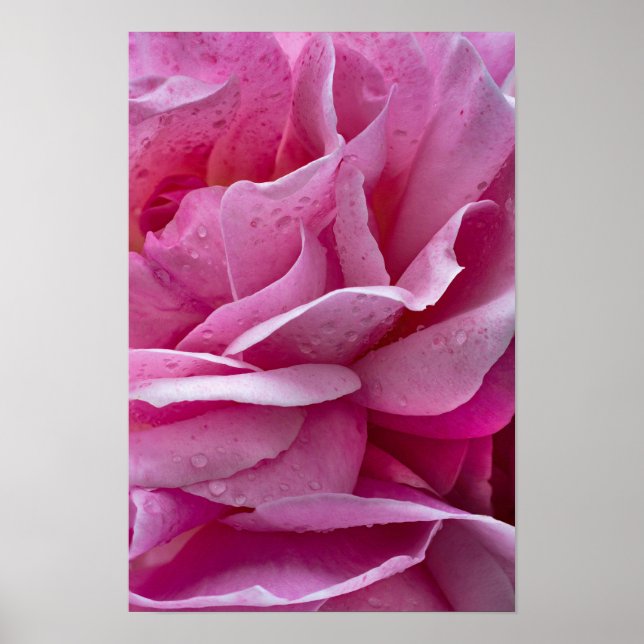 Affisch Rosa Rosblad Och Daggdroppar (Framsidan)
