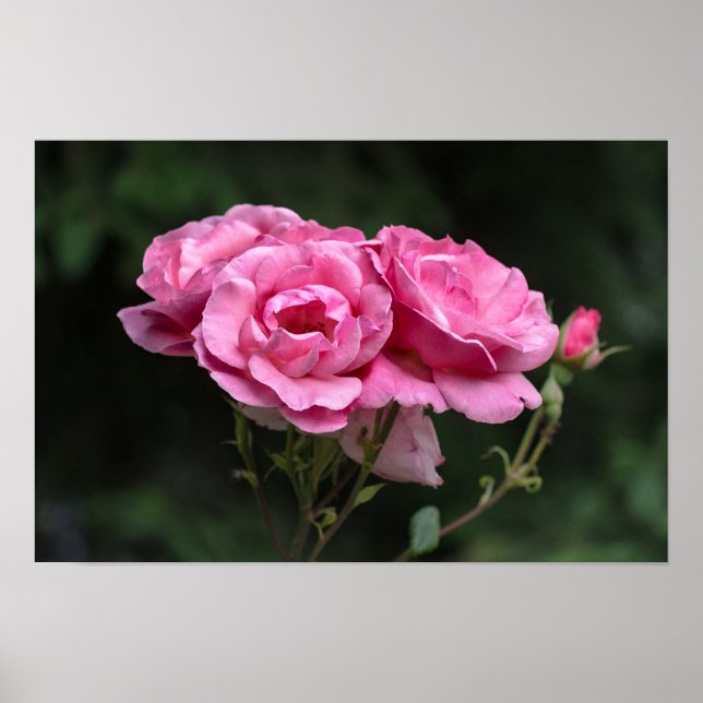 Affisch Rosa Rosor Fotografi (Framsidan)
