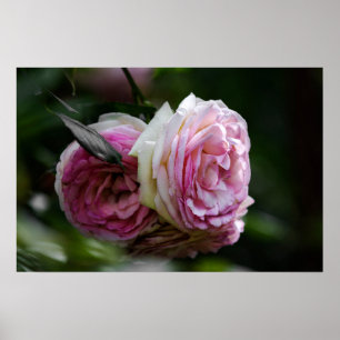 Affisch Rosa Rosor - Röda Duett