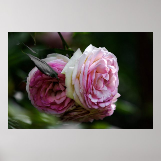 Affisch Rosa Rosor - Röda Duett (Framsidan)