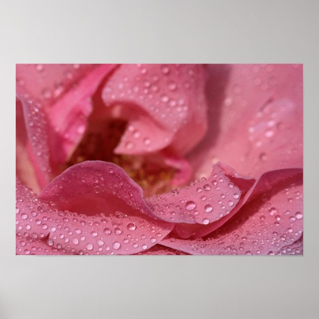 Affisch Rosblommor Efter Regnet Fotografi (Framsidan)