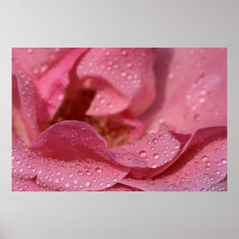 Affisch Rosblommor Efter Regnet Fotografi