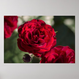Affisch Rosor - Velvet Radiance