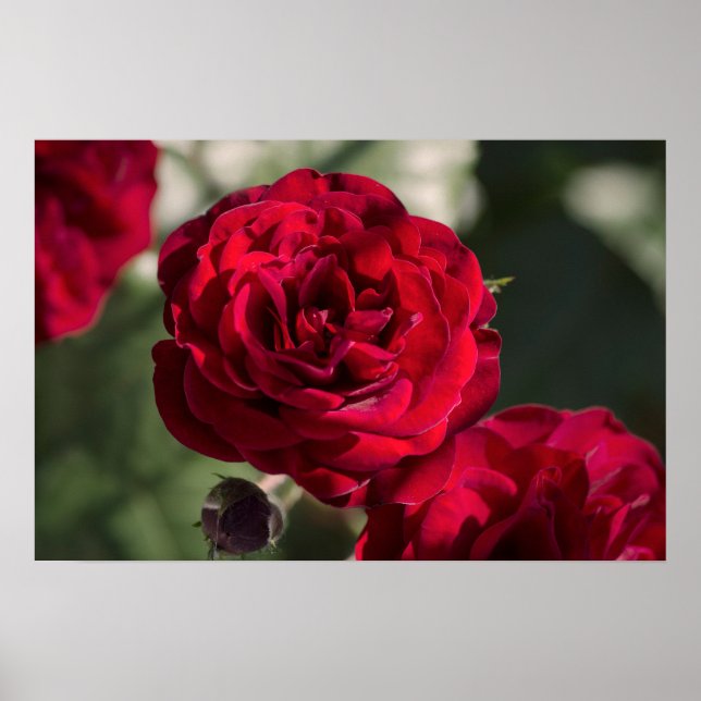 Affisch Rosor  - Velvet Radiance (Framsidan)