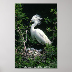 Affisch/snöig Egret Poster