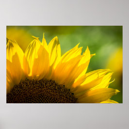 Affisch Solros Blommig Naturfotografering