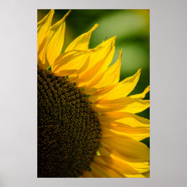 Affisch Solros Blommig Naturfotografering