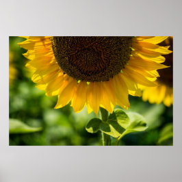 Affisch Solros I Blom Fotografering