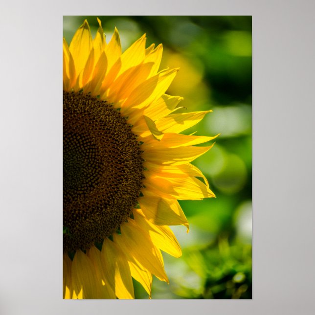 Affisch Solros I Fält Fotografi (Framsidan)