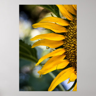 Affisch Solros Regn Med Droppar Fotografi