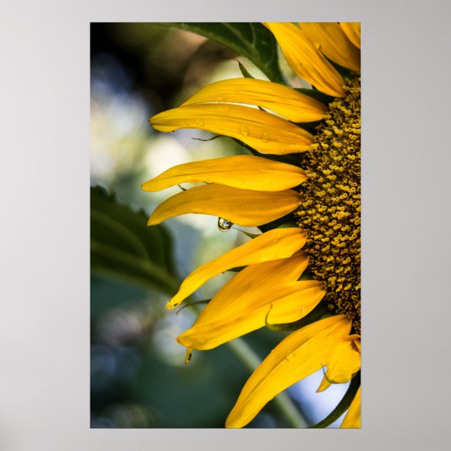 Affisch Solros Regn Med Droppar Fotografi (Framsidan)