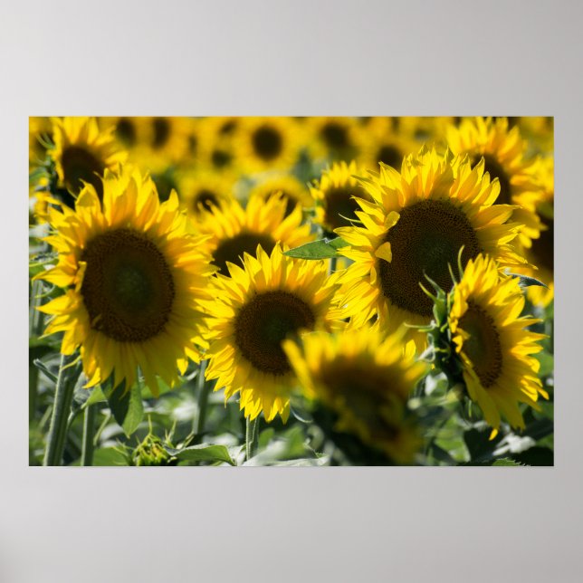 Affisch Solrosor Fält Fotografi (Framsidan)