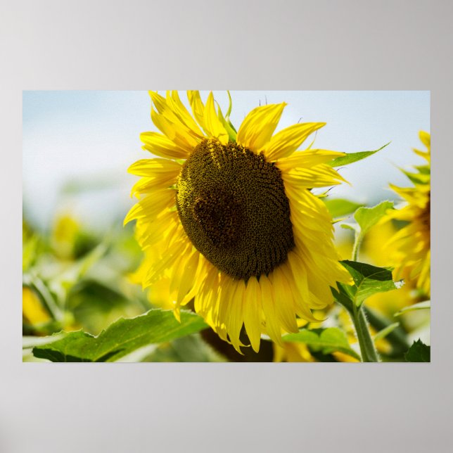 Affisch - Solrosor Sommarhemligheter (Framsidan)