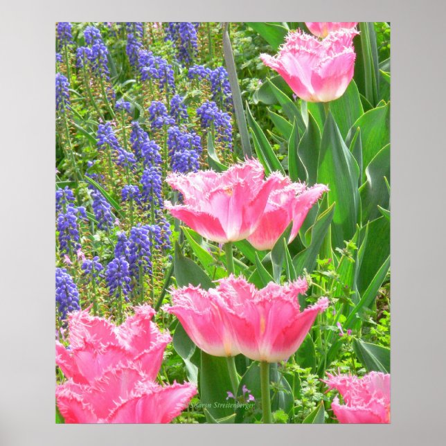 Affisch, Tulipa 'Pink Fountain' Tulpan och hyacint Poster (Framsidan)
