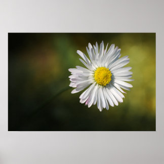 Affisch Tusenskönas Blomma Blommig Natur Fotografi