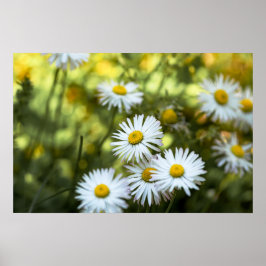 Affisch Tusenskönor Blomma Blommig Natur Fotografi
