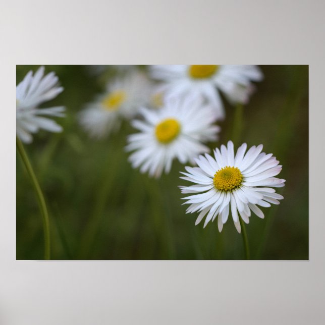 Affisch Tusenskönor Blomma Blommig Natur Fotografi (Framsidan)