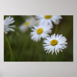 Affisch Tusenskönor Blomma Blommig Natur Fotografi
