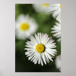 Affisch Tusenskönor Blommig Naturfotografi